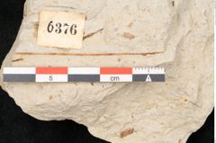 Foto (Detailansicht) von Quercus palaeoilex Ettingshausen (NHMW-GEO-2024-0188-6376)